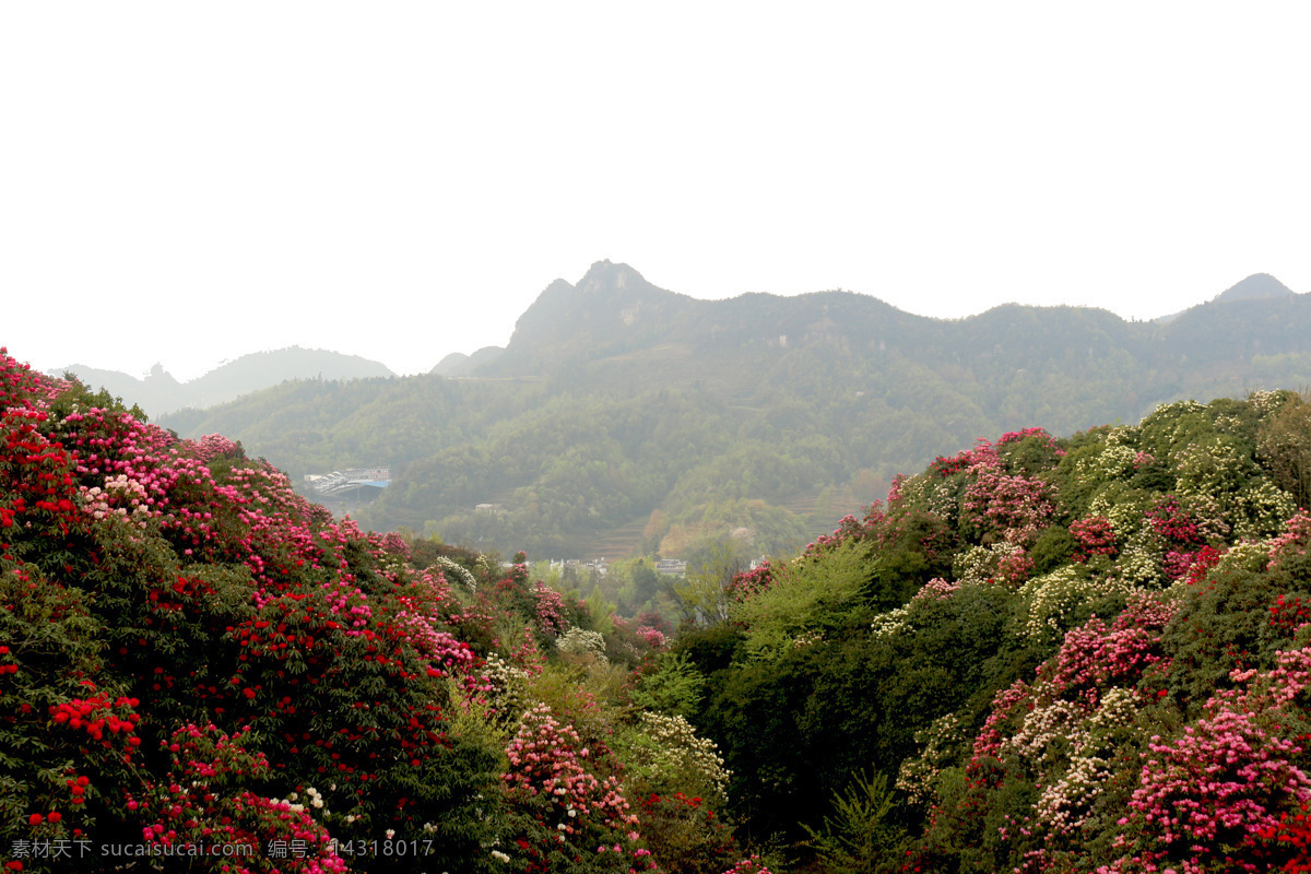 贵州 毕节 百里杜鹃 金坡 杜鹃 花海 自然景观 风景名胜