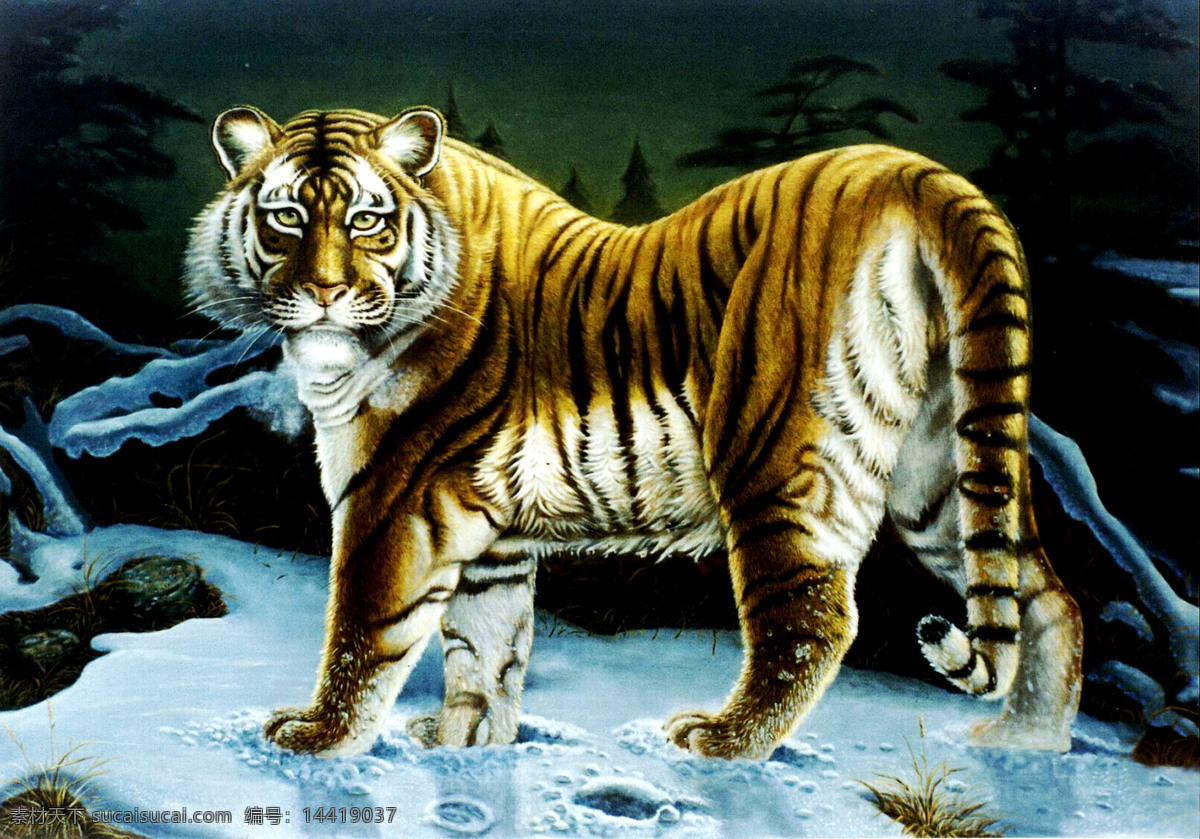 回眸 美术 油画 动物画 猛兽 老虎画 老虎 雪地 油画艺术 油画作品32 绘画书法 文化艺术