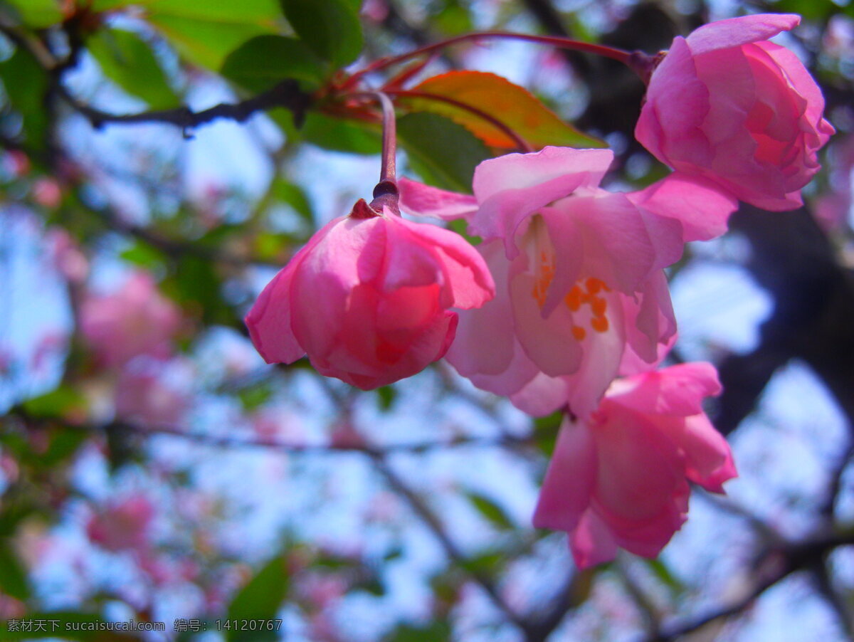 海棠花 春天 粉红 花草 生物世界 桃花 棠 花 大光圈 含苞欲放 psd源文件