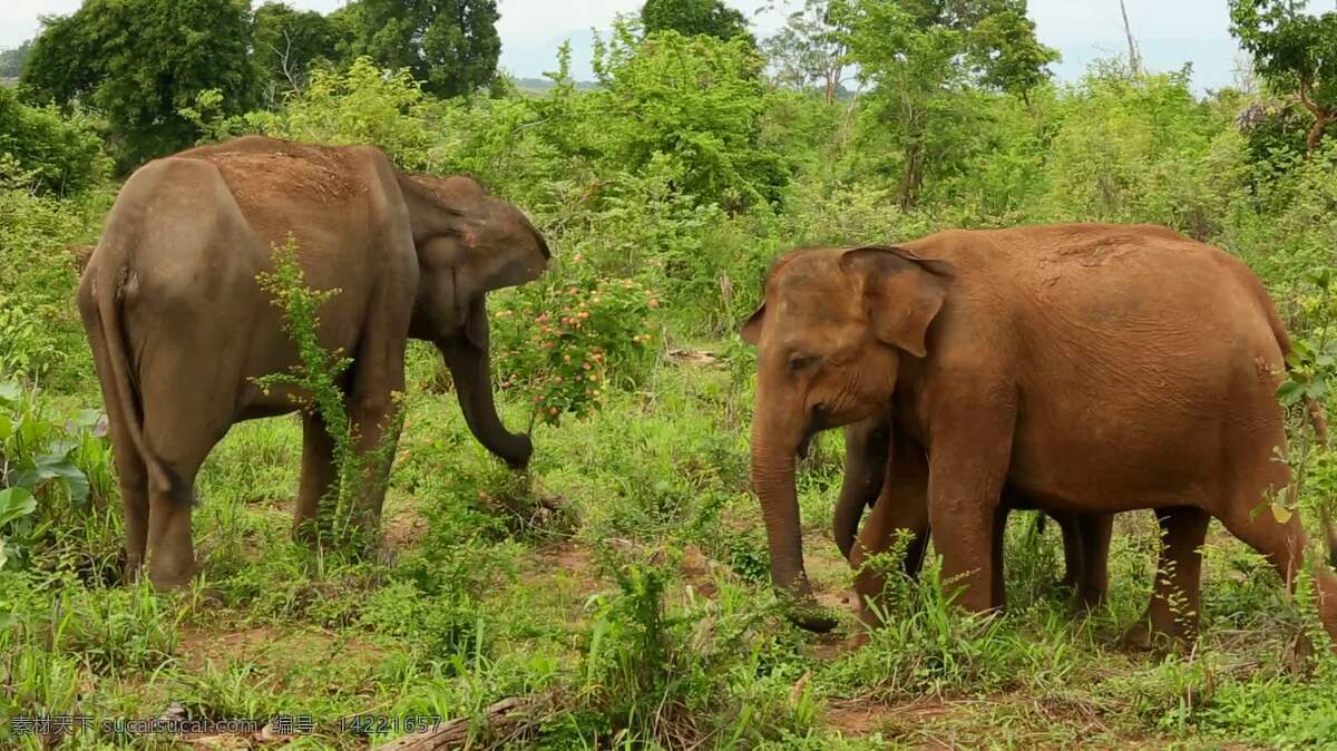 荒野中的大象 动物 自然 大象 国家公园 野生动物 丛林 保护 绿色 宝贝 父母 放牧 象牙 叶 刷 灌木 棕色的 古老的 乌达 walwe 小牛 大旅行箱 树干