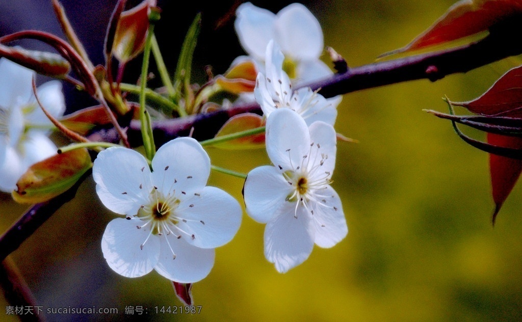 梨花 白色的梨花 点状花蕾 红树叶 淡黄 白花 花朵 花卉 花蕊 花草 生物世界