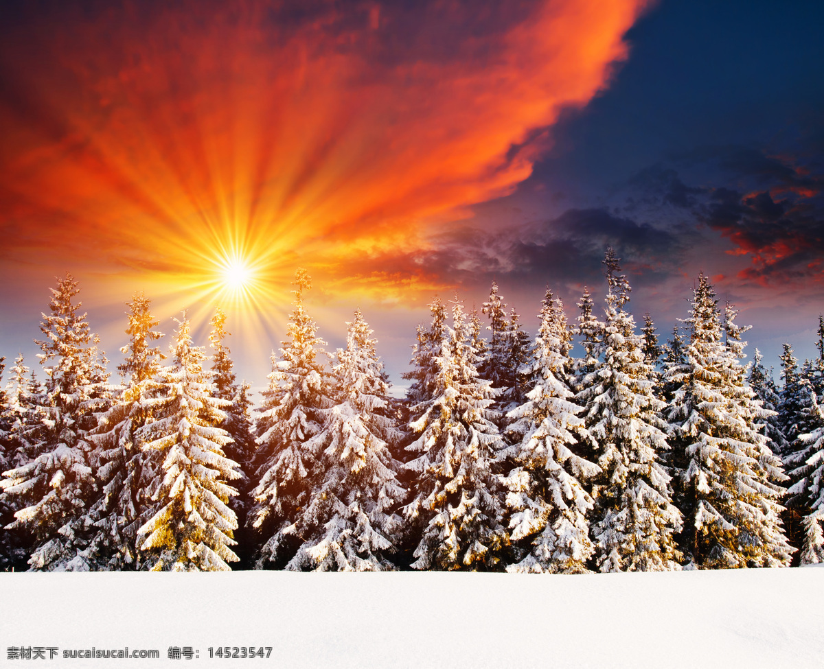 冬天 树林 雪景 冬季 美丽雪景 美丽风景 树木 黄昏 夕阳 落日 冬天雪景 雪景图片 风景图片
