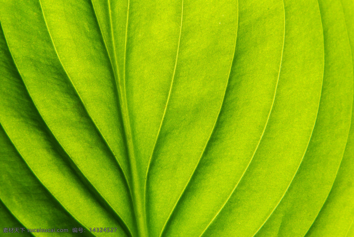 异形 绿叶 纹理 绿叶纹理 纹理背景 背景 textures 绿色 植物 高清图片 异形绿叶 花草树木 生物世界