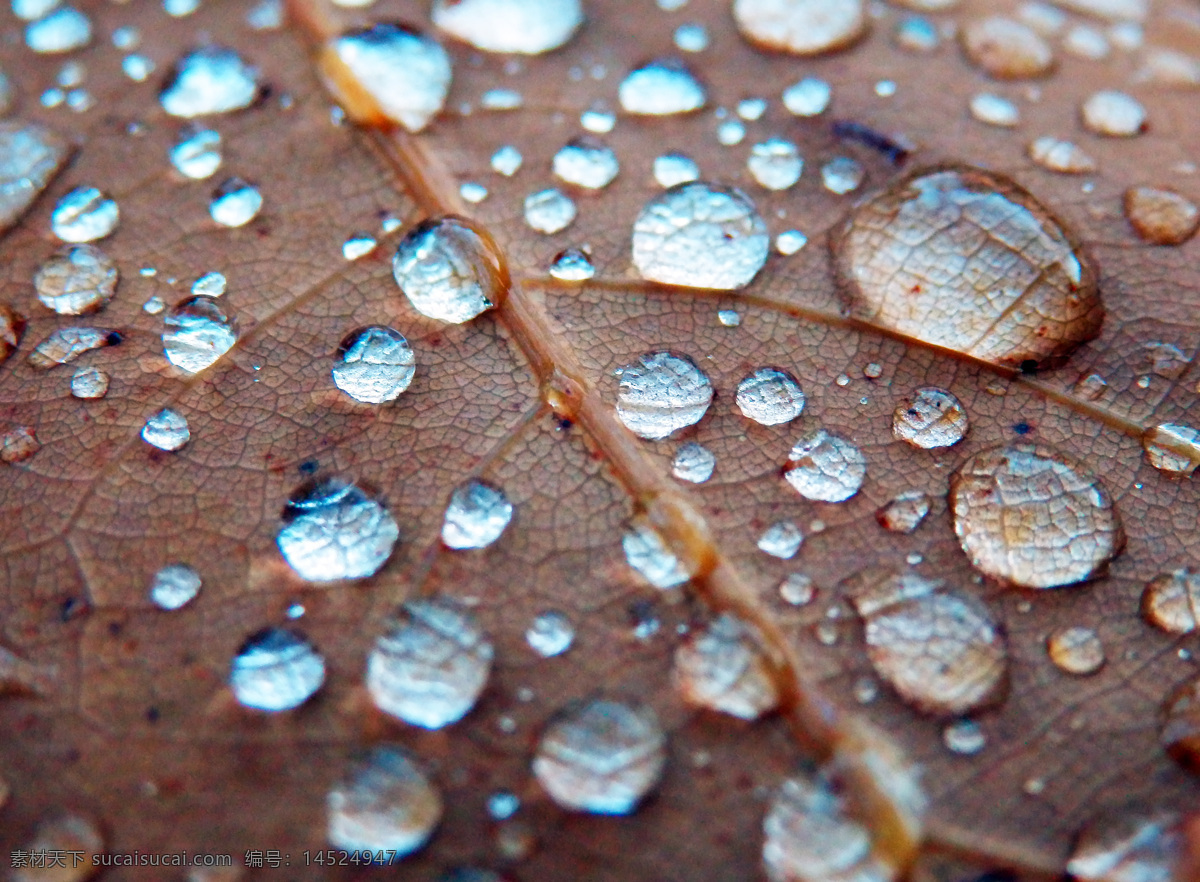 树叶 上 水珠 叶子 水珠摄影 植物 水图片 生活百科