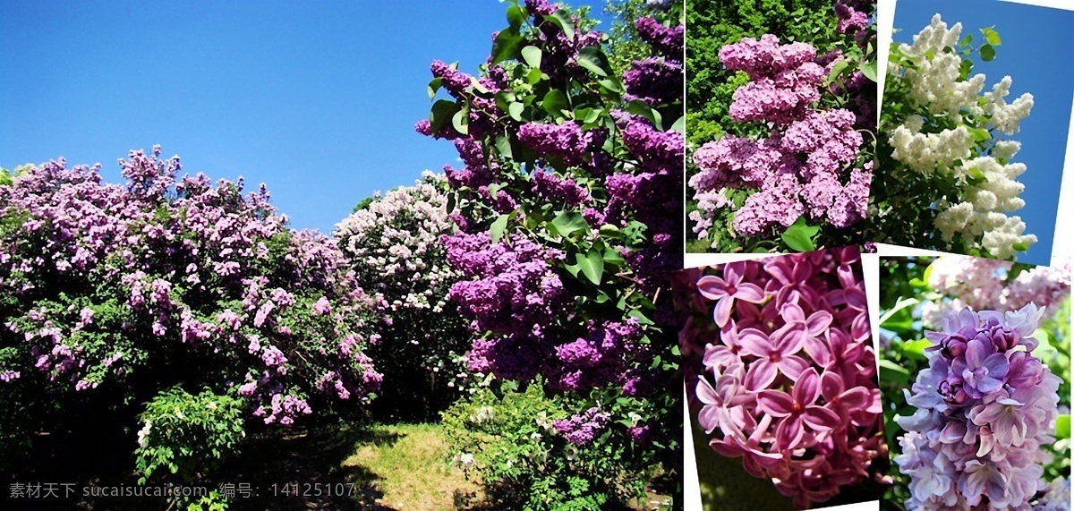 花 海洋 背景 背景图片 花海 花藤