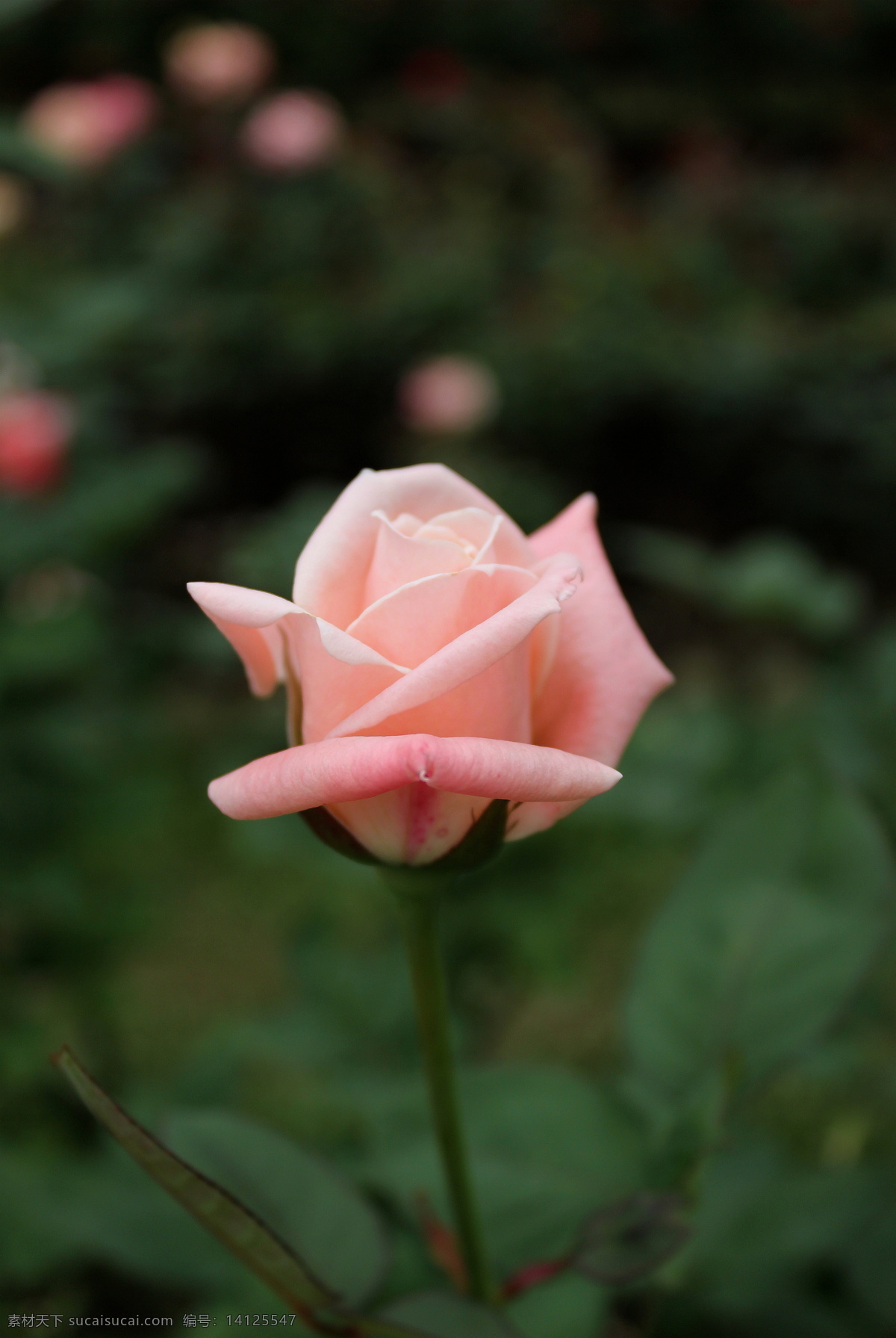 月季 春天 粉色 花草 花朵 花卉 玫瑰 生物世界 月季花 psd源文件