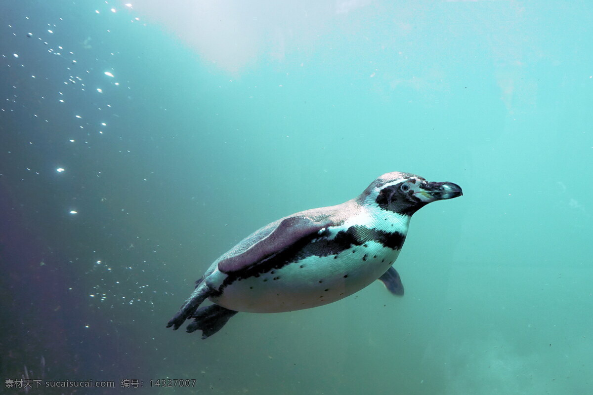 海底 游泳 企鹅 高清 水中 海水 海洋
