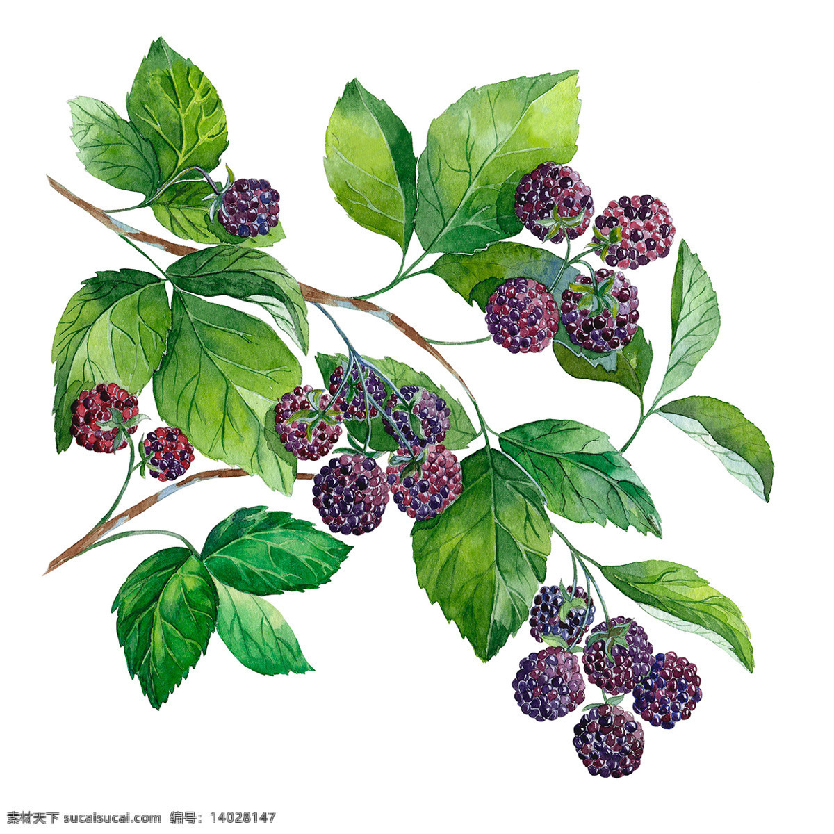 树枝上的树莓 树莓 树枝 国外 彩铅绘画 水彩 水果手绘 临摹 彩铅水果 手绘教程 水果插画 精美绘画 食物 彩色素描 插画 文化艺术 绘画书法