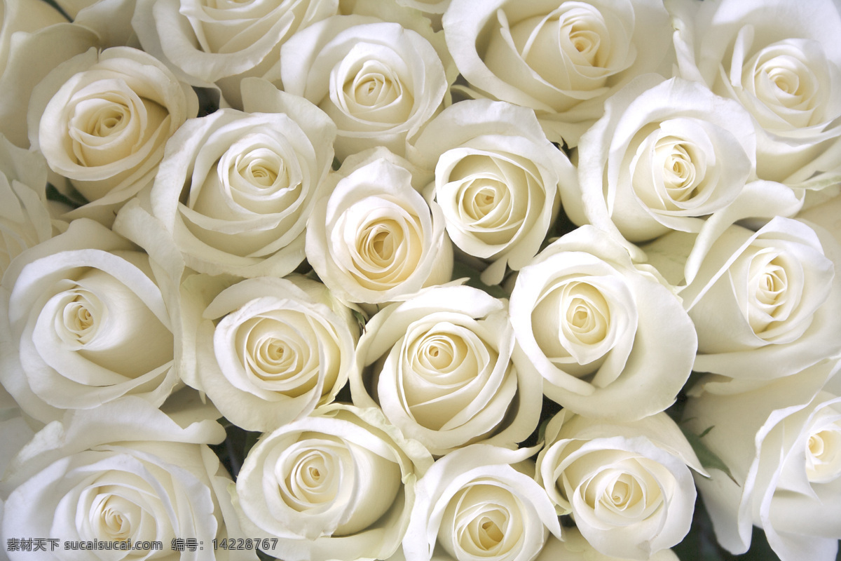 玫瑰 白玫瑰 特写 花瓣 特写玫瑰 玫瑰花 高清花朵 花 花卉 野生玫瑰 花朵 迷人玫瑰 高清 背景 花卉花草 生物世界 花草