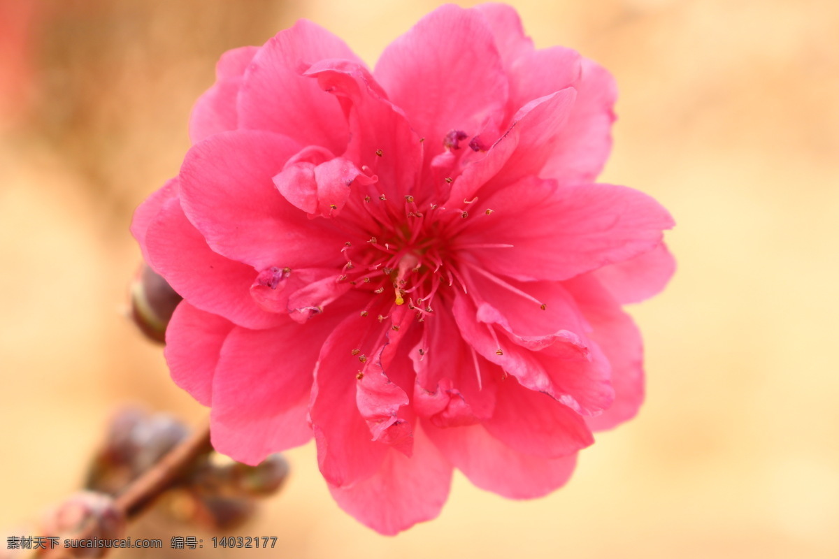 美丽的桃花 桃花 植物 花朵 美丽 生物 桃红 花香 春天 微距摄影 桃花运 花园 花瓣 开花 种植 桃花园 花草 生物世界 黄色