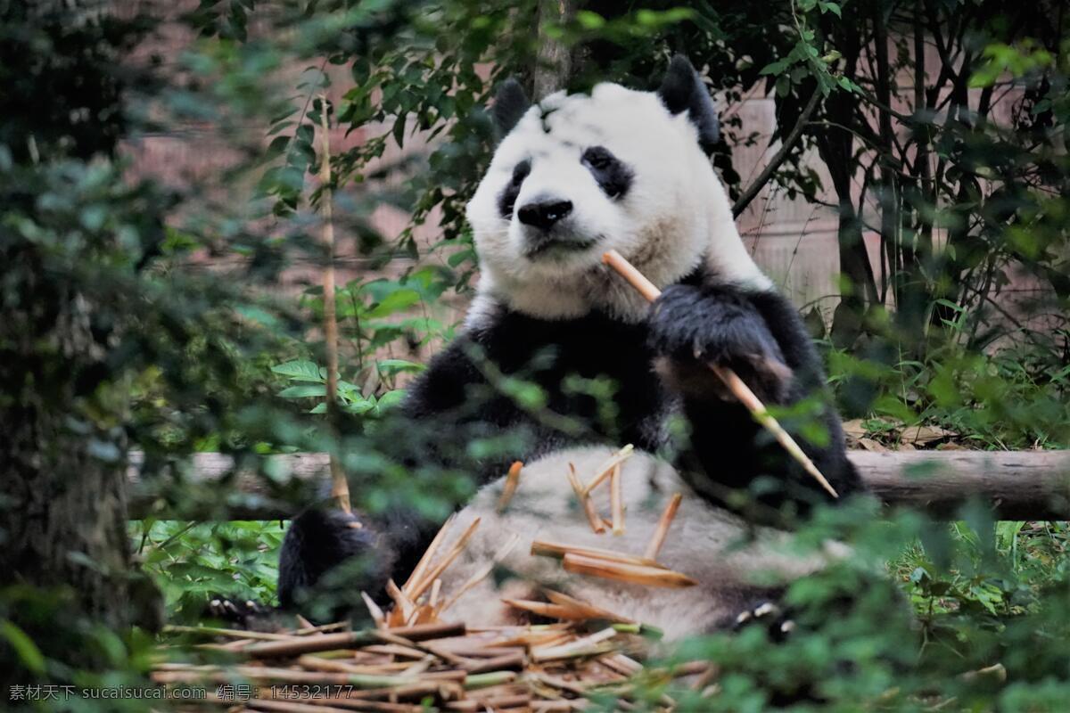 熊猫 宠物 动物 高清壁纸 壁纸 萌萌哒 兽 萌宠 动物世界 生物世界 野生动物
