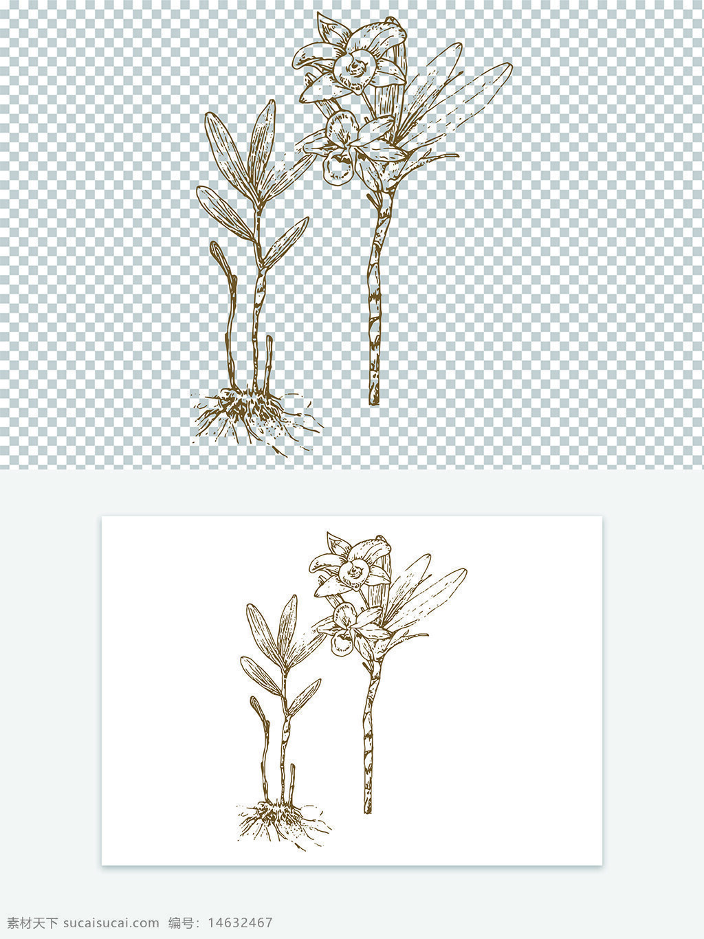 石斛 中药材 简约线稿 版画风格 古代图案 中草药 药用植物 植物插画 手绘风格 传统医学 中医药 植物线描 草本植物 中药插画