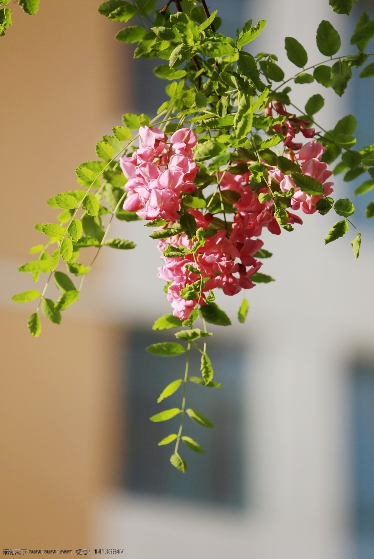 紫色香花槐