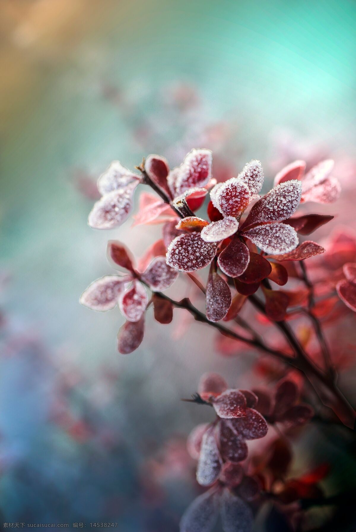 霜花图片 霜花 花 粉红色花 植物 雪