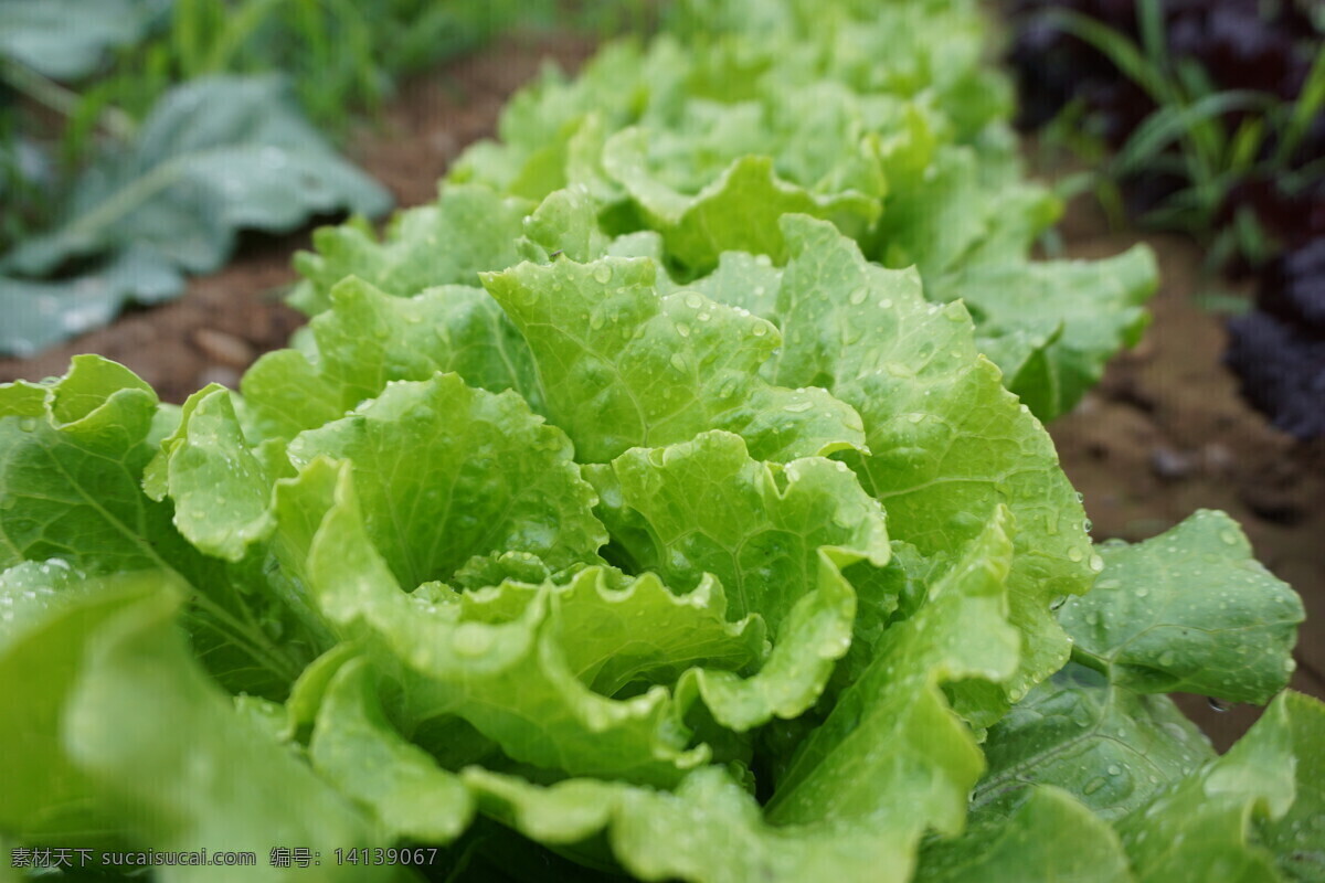 雨后的生菜 绿色有机 生菜 新鲜美味 水珠 健康 e931 蔬菜 绿色 生物世界