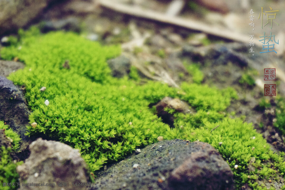 苔藓 绿色 湿润 小巧 石头 美 腻 植物 世界 生物世界 花草