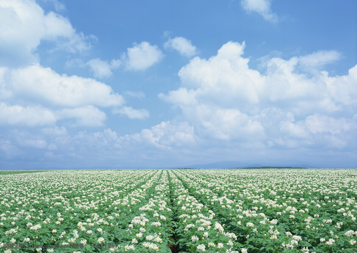 美丽的花海 花海 花卉 鲜花 花田 自然景观 田园风光