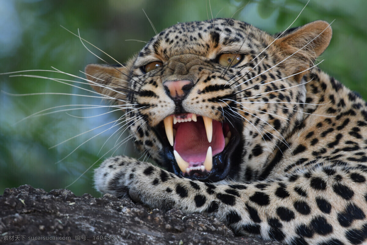 猎豹 美洲豹 动物 猫科动物 豹子 草 大豹子 豹纹 人物 人物图库 职业人物