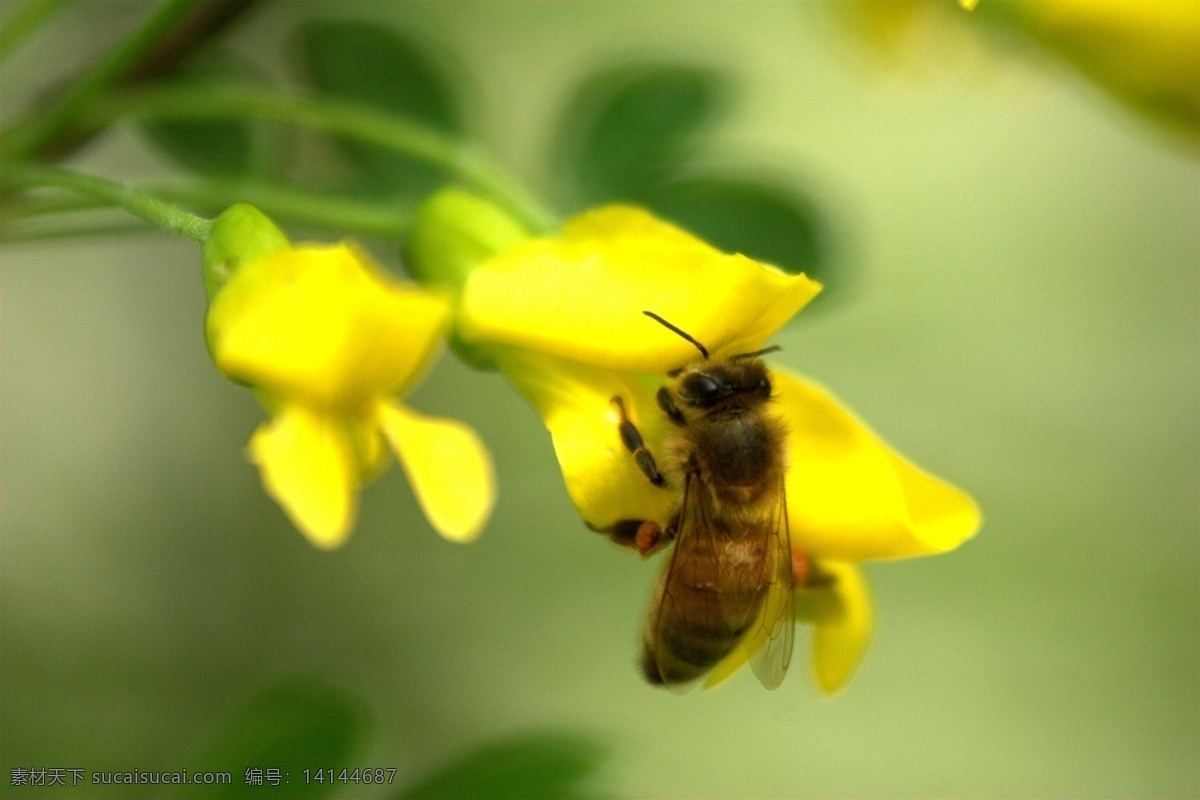 蜜蜂 槐花 绿色植物 昆虫 生物世界 昆虫摄影 黄色