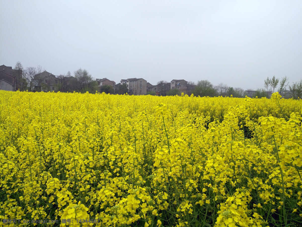 油菜花田 田园田野 田园风光 春天 盛开的油菜花 花素材 自然景观