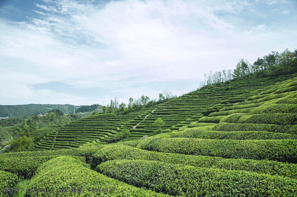 茶山 茶叶 风景 绿色梯田 茶山植物丛林