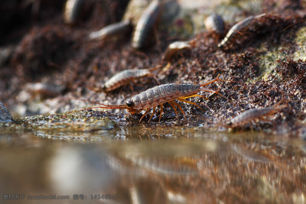海蟑螂 藤壶 长长的触须 岩石 橙色的外壳 透明的节肢 紫色的海藻