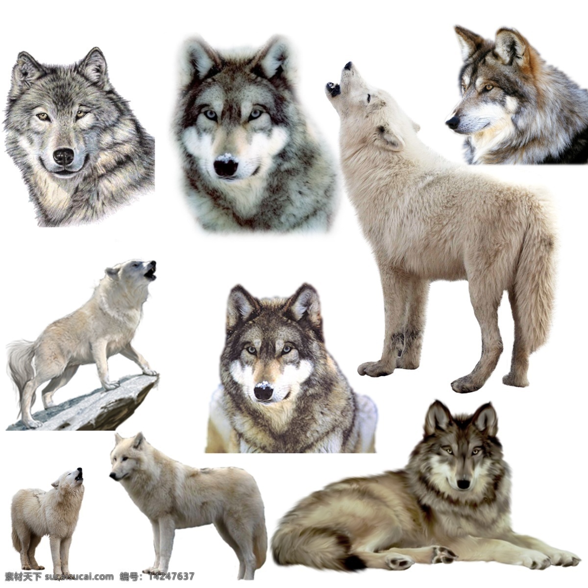 狼 免 扣 高清 素材图片 狼png 狼psd文件 狼免扣素材 狼素材 狼png素材 动物 生物世界 野生动物