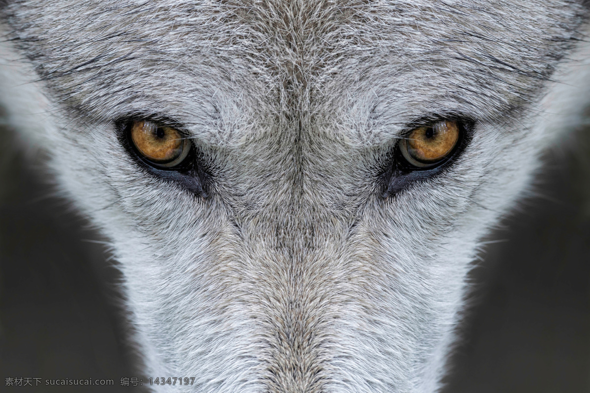 野狼 狼 苍狼 动物 动物世界 狼狗 野生动物 哺乳动物 生物世界