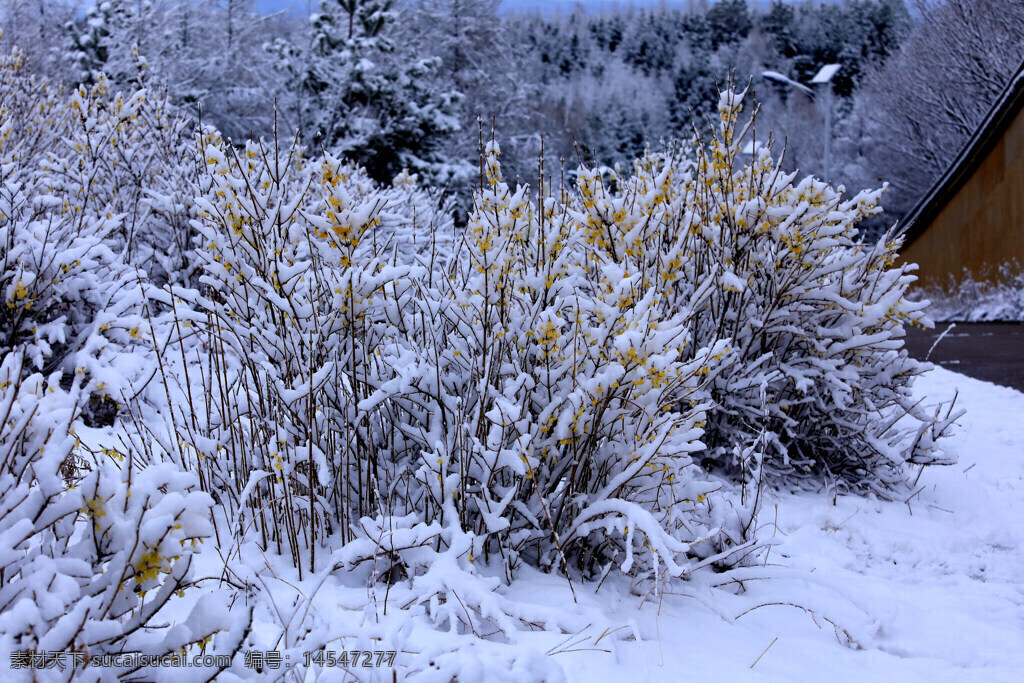 雪 花 春天 黄花 树挂