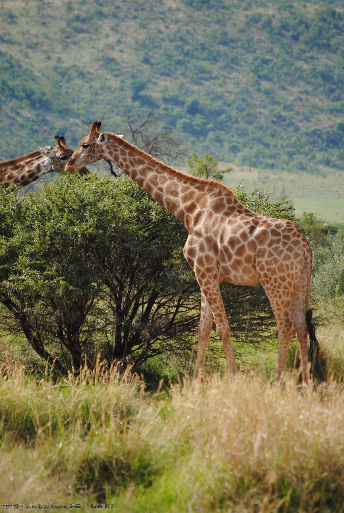 长颈鹿图片 长颈鹿 长颈鹿群 夕阳 漫步 迁徙 野外 嬉戏 跋涉 动物 生物世界 野生动物