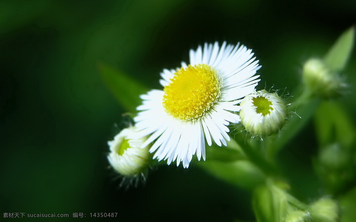 唯美 白 小雏 菊 花卉 花草 花朵 白色