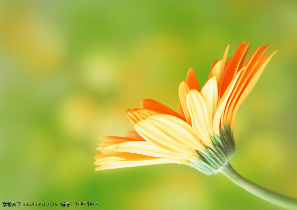花朵 特写 高清图片素材 花瓣 花朵特写 花束 向日葵图片 郁金香 高清花图片 生物世界