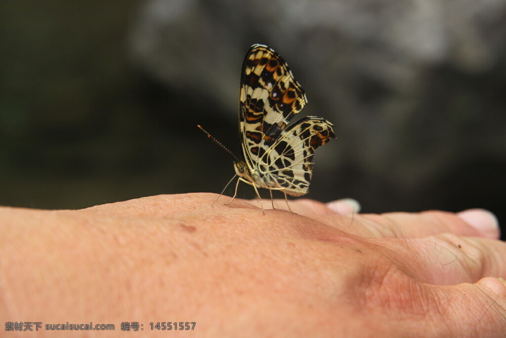 蝴蝶 曲纹蜘蛱蝶 手背 残缺的翅膀 黑色斑点 白色条纹