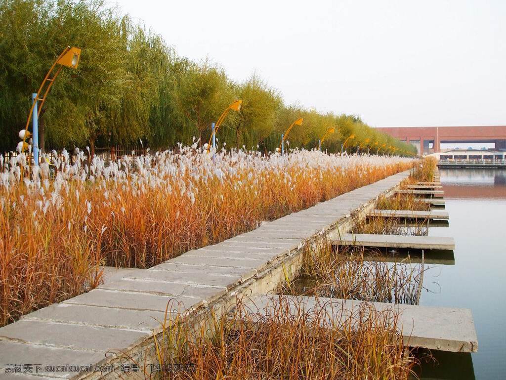 沈阳 建筑 大学 水系 秋景 芦苇 建大 园林建筑 建筑园林