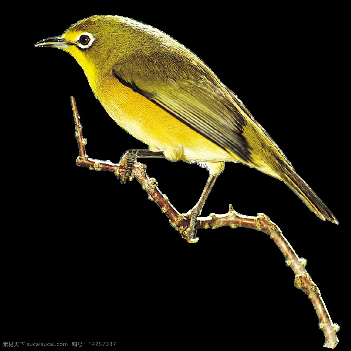 唯美 印象 鸟儿 绘画 黄色鸟儿 写实 生动刻画 美观 形象
