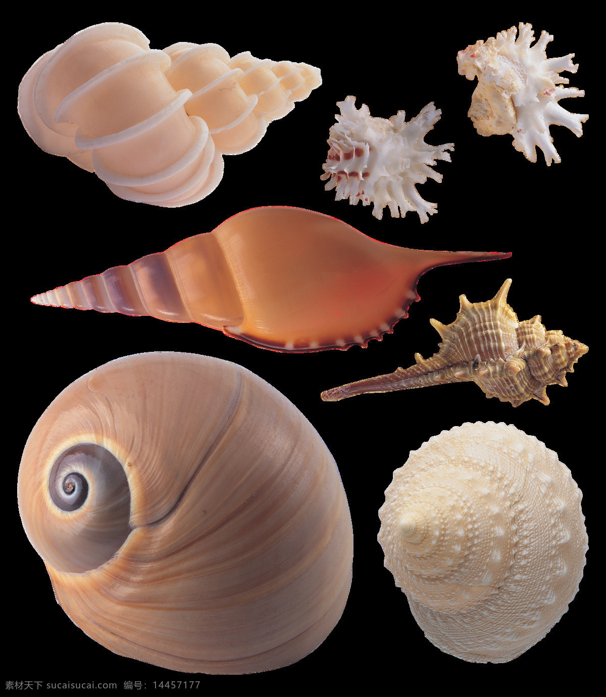 各种 漂亮 贝壳 海螺 免 抠 透明 图 层 海螺简笔画 海螺摄影 贝壳素材 贝壳海星 失量图贝壳 动物的海洋 海洋动物图片 海边贝壳 沙滩海螺 贝壳海螺