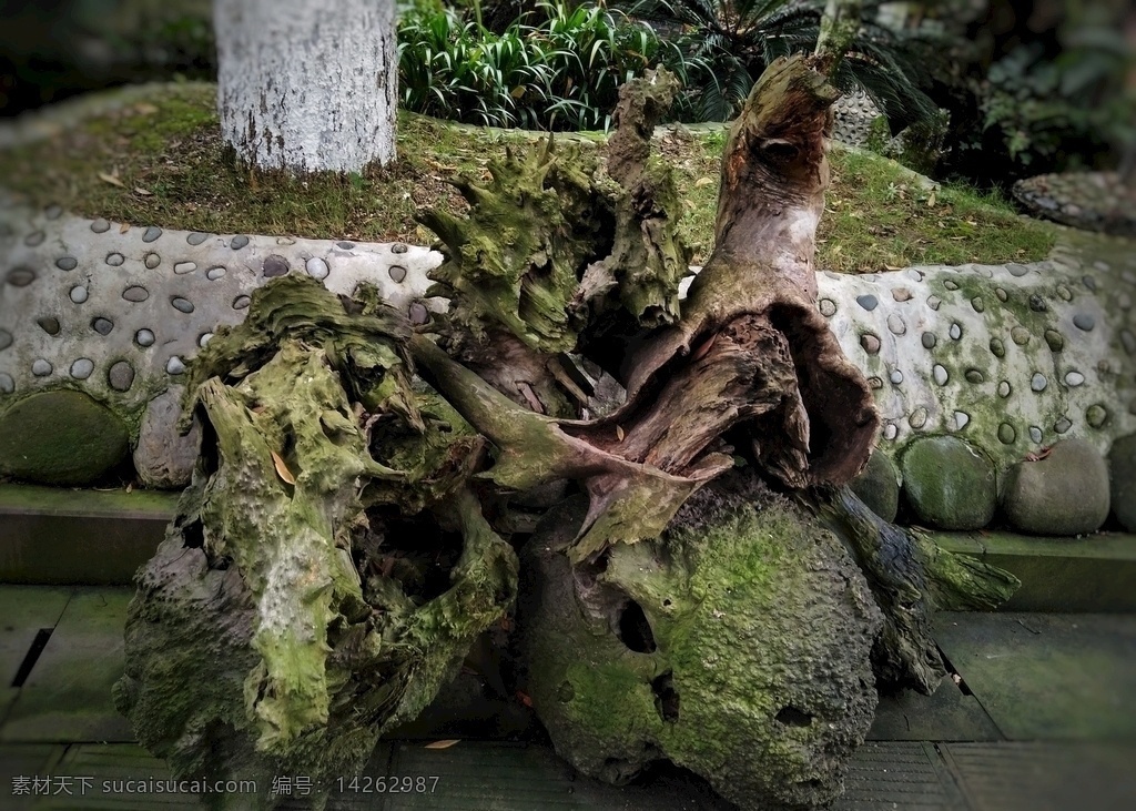 朽木 木材 树根 枯树 木纹 朽木树桩 根雕 景观 装饰 元通古镇 黄家院子 旅游风景 旅游摄影