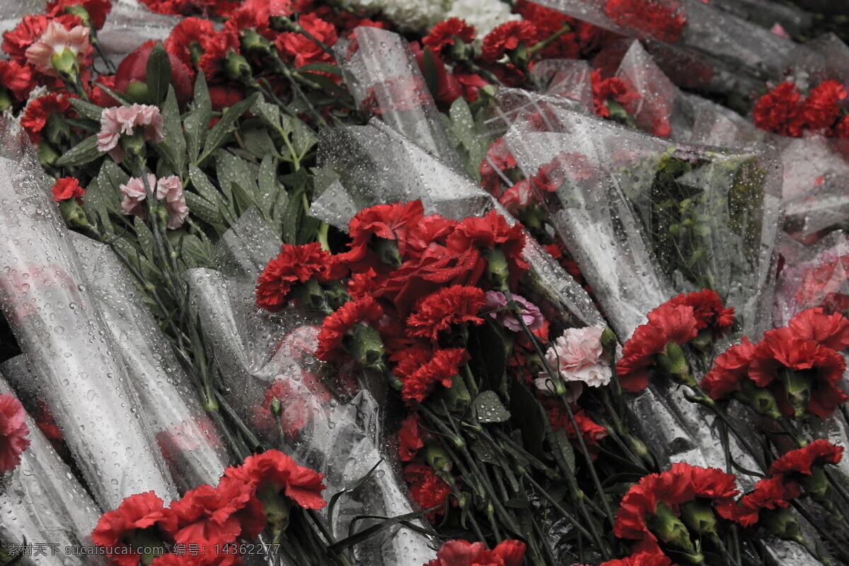鲜艳 红色 康乃馨 高清 小花束 红花 红色花朵