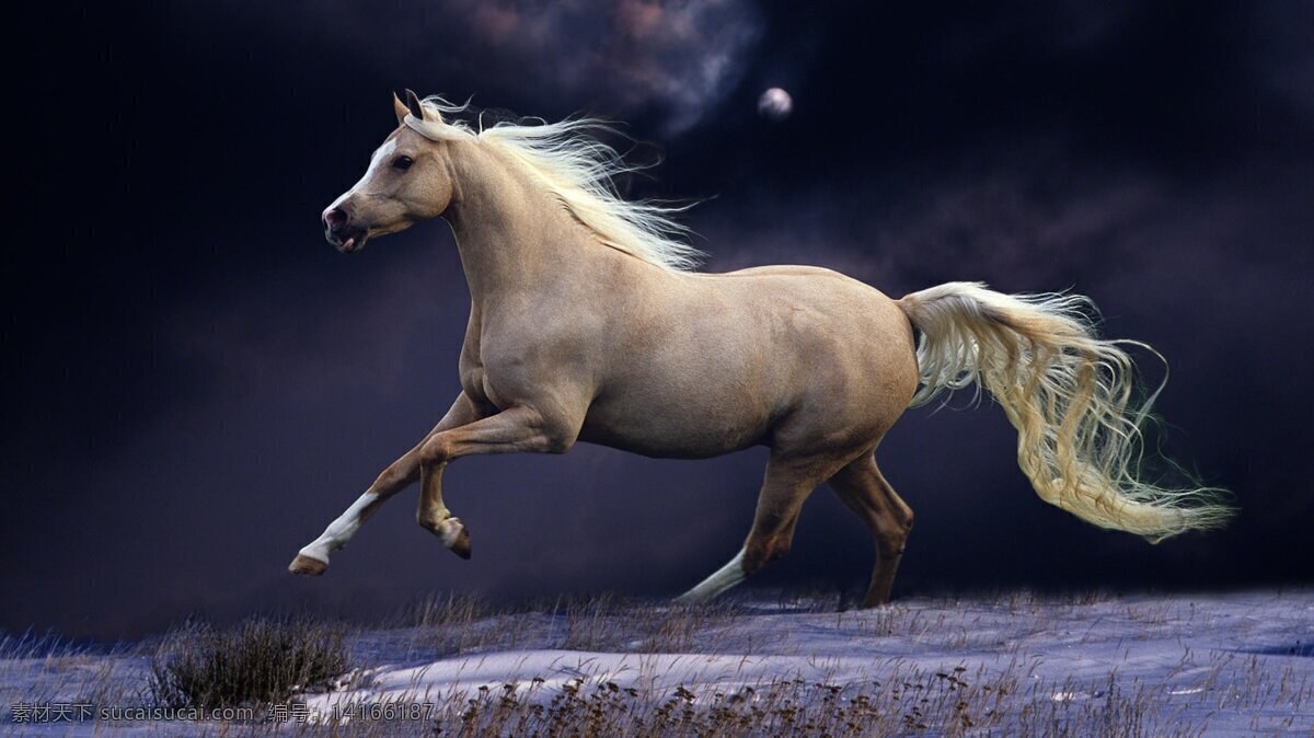 马 奔跑 奔跑的骏马 奔跑的马 马匹 夜晚 天空 星空 草地 雪山 白马 双脚抬起 动物 生物世界 野生动物