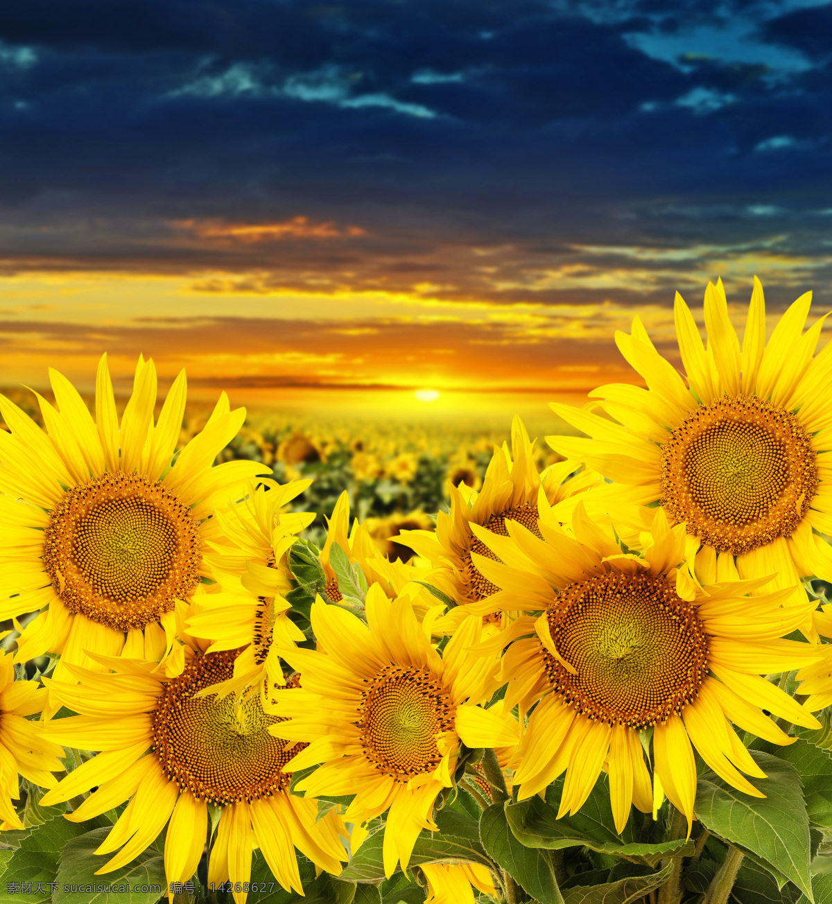 向日葵 鲜花 葵花 花朵 晚霞 夕阳 花 花草 花卉 生物世界 自然风景