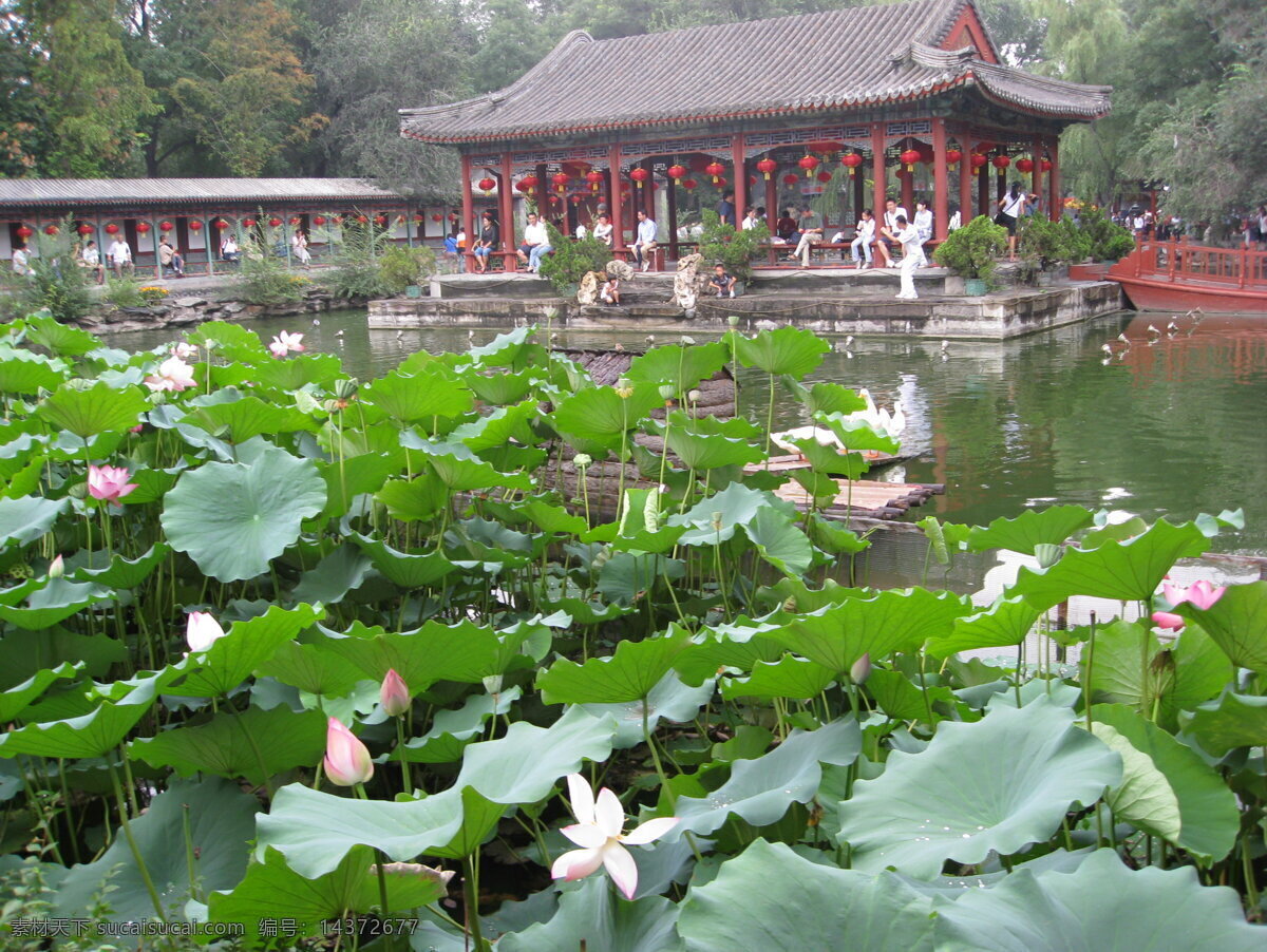 恭王府 后花园 荷花 池 荷花池 水榭 庭院 旅游摄影 国内旅游 摄影图库