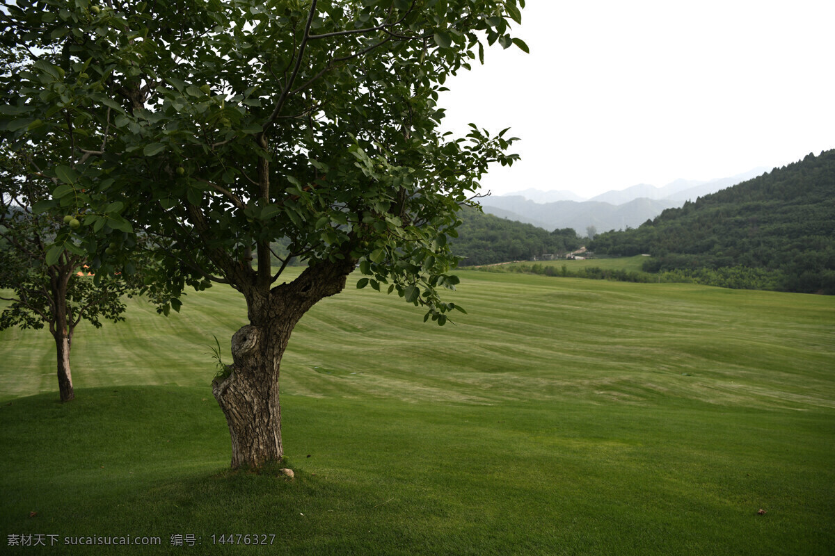 欧式庄园 田园风光 草坪 郊外美景 山楂树下 绿树远山 自然景观
