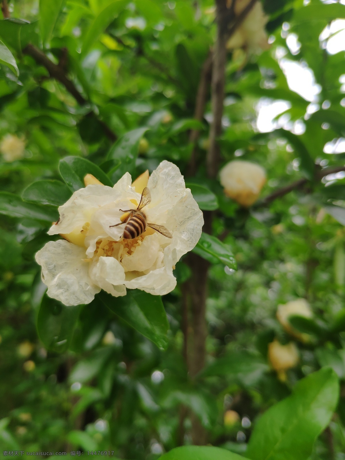 石榴花 蜜蜂 石榴白色花 蜜蜂采蜜 白色花 白色花朵 绿叶 花影 生物世界 花草