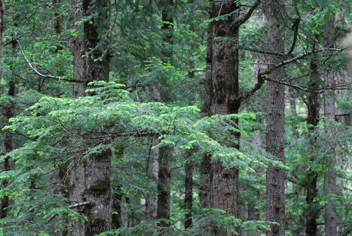 九寨沟 原始森林 树林 青山绿水 风景 生物世界 树木树叶