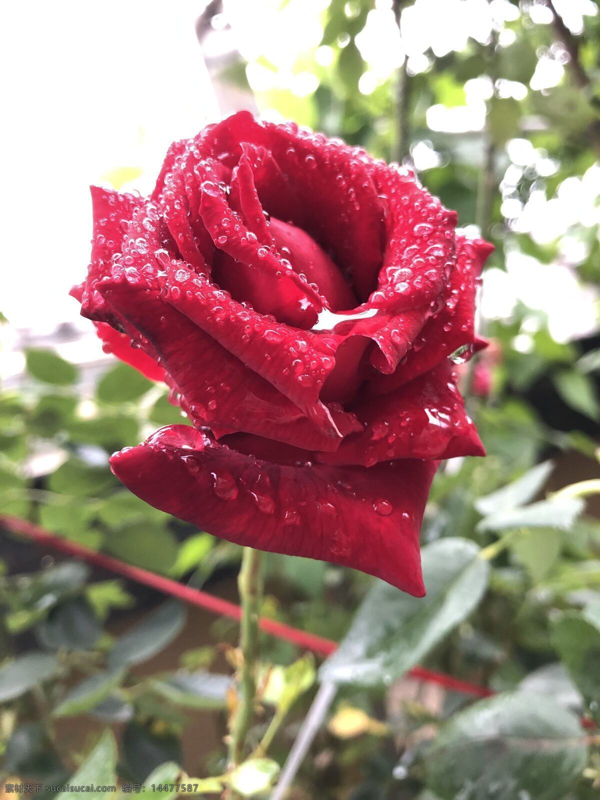 雨后红玫瑰 雨后 红玫瑰 晶莹的水珠 动感的红玫瑰 自然景观