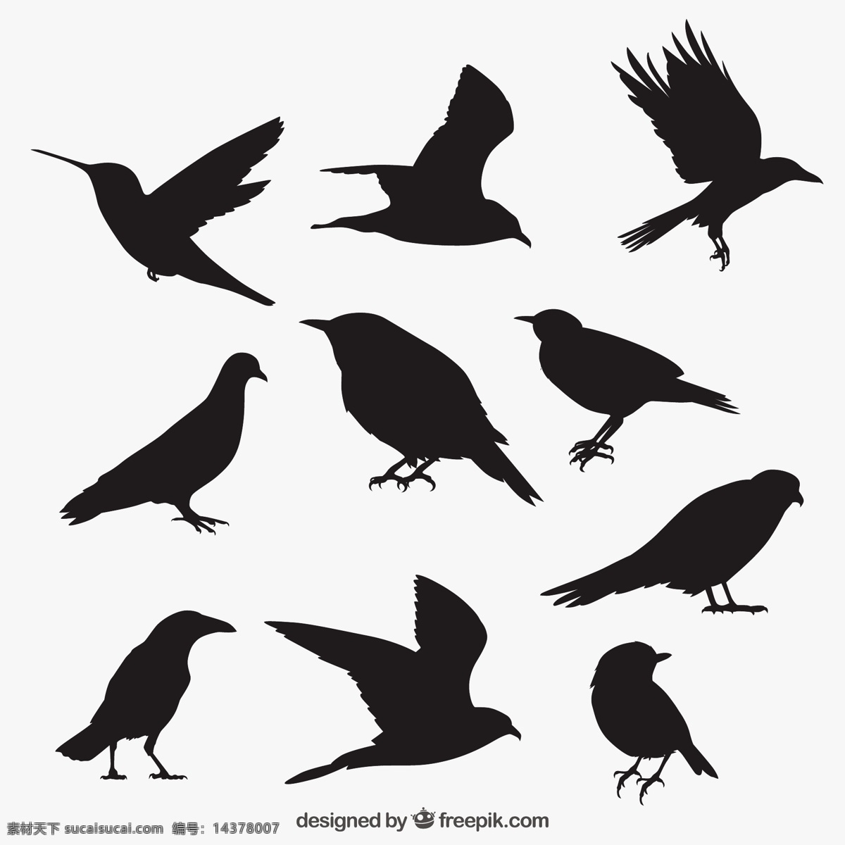 鸟的轮廓收藏 鸟 自然 动物 翅膀 羽毛 丛林 黑 动物园 鸽子 乌鸦 轮廓 野生 野生动物 采集 麻雀的羽毛 概述 白色