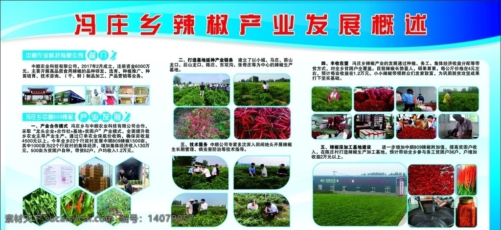 辣椒产业发展 辣椒 产业 发展 扶贫 种植 展板模板
