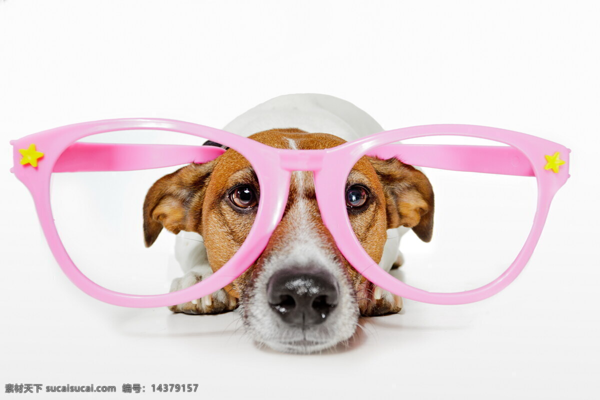 戴 眼镜 可爱 小狗 戴眼镜的小狗 狗狗 宠物狗 可爱小狗 动物世界 狗狗图片 生物世界