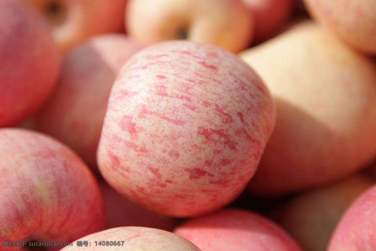 苹果 照片 苹果特写 烟台苹果 红富士 生物世界 水果