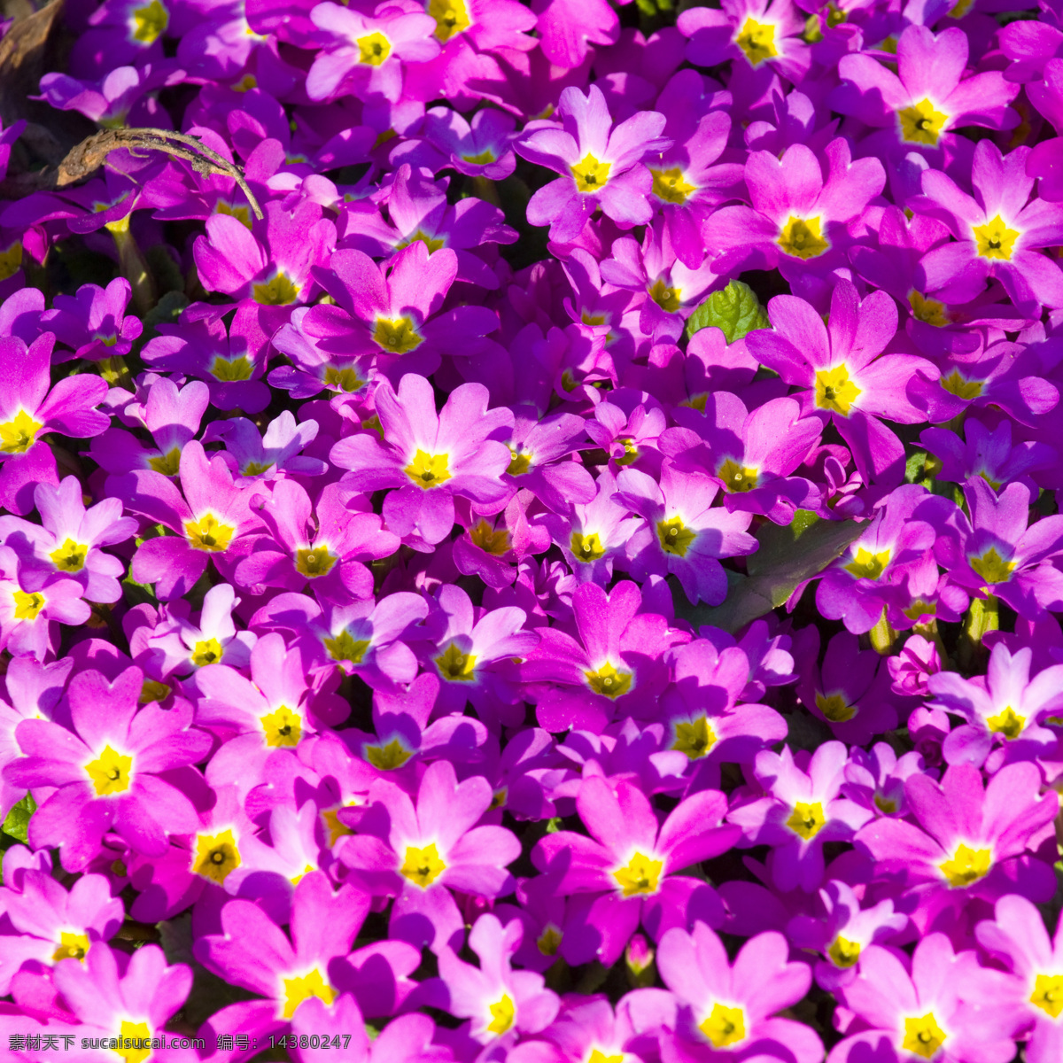 紫色 花朵 紫色花朵 鲜花 花海 花朵背景 花朵摄影 其他类别 生活百科